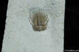 Elegantly Spiny Kettneraspis Trilobite From Oklahoma #484-3